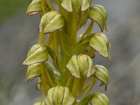 Orchis anthropophora 2, Poppenorchis, Saxifraga-Marijke Verhagen